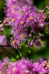 Obraz premium Artistic macro closeup inflorescence of Thalictrum aquilegiifolium also known as Siberian columbine meadow-rue.