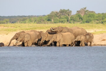 African Elephants playing by the Chobe River in Botswana