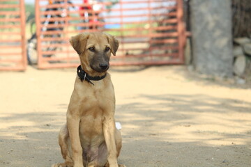 Street dog photography