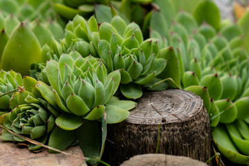 Fototapeta premium closeup of succulents plants natural background. selective focus. Fresh green succulents in the nature.