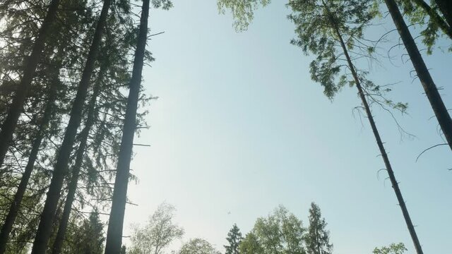 Low angle view of sky and trees of forest and planes flying in sky amon clouds. Sunny summer day in woods.
