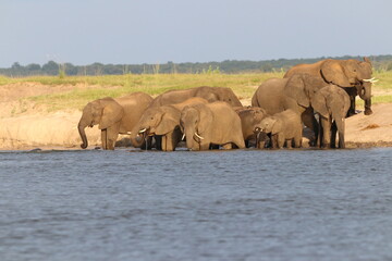 African Elephants playing by the Chobe River in Botswana