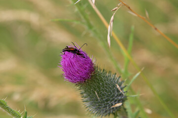 Brown mustachioed beetle sits on the flower