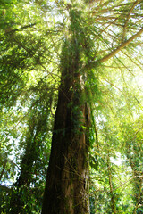 Fototapeta premium tree in the forest