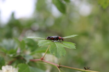 
Black beetle sitting on a green leaf