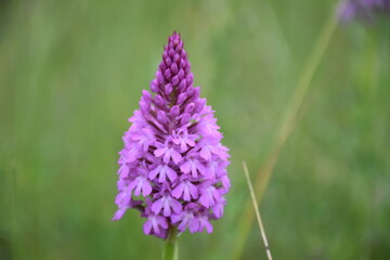 Obraz premium Pyramidal orchid (Anacamptis pyramidalis) adult in the foreground.
