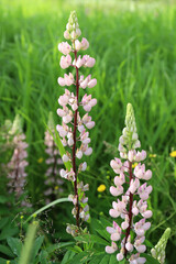 young tender white flower lupine with a pink tint grows in the wild