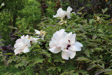 Obraz na płótnie Canvas White flowers bloom on a peony bush in spring