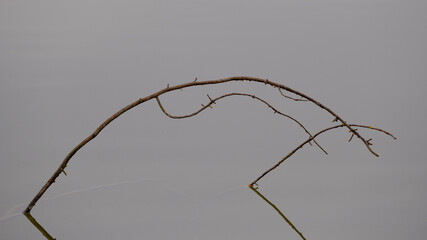 Zweige ragen aus glatter Wasseroberfläche