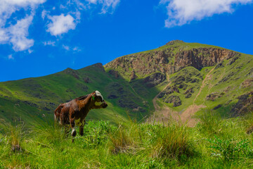 Calf on a Green Meadow at North Caucasus, Elbrus Region