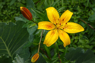 Fototapeta premium Flower in the garden. Lilium, yellow blossoming flower with water drops on petals.