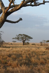 Tree Serengeti Tanzania