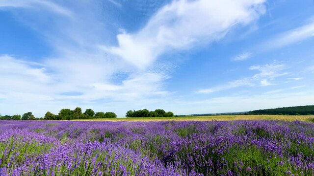 lavender field and blue sky