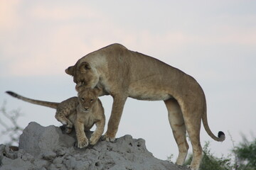 Lioness & Cub 1