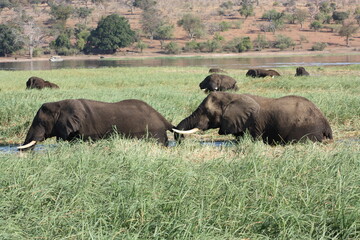 Submerged Elephants & Grass