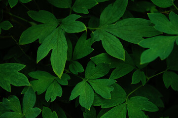 Abstract leaves nature texture background. Creative layout for design