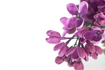 Fototapeta na wymiar Lilac flower isolated on the white background