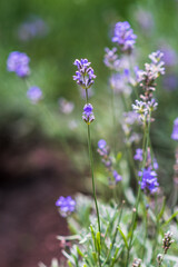 Lavender flowers in a soft focus, pastel colors and blur background. 