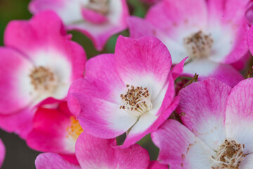 Fototapeta na wymiar Fresh bright Hips rose flowers closeup background