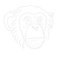 Chimpanzee Head
