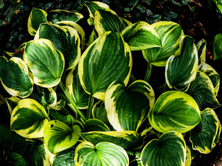 Naklejka premium HOSTA EXTRAVAGANZA 