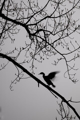 Ein Kormoran am frühen Morgen beim Flügelschlagen