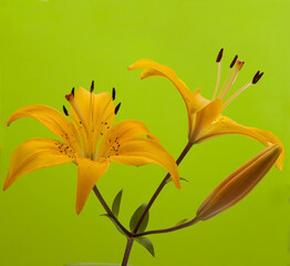 flowers are yellow lilies, unfolded sideways on a green background