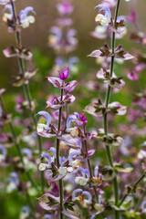 Obraz premium Close up of Salvia officinalis flowers on a field, soft focus
