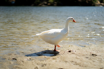 white duck released along the river