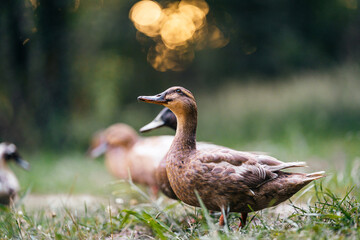 duck in the grass