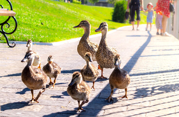 Duck family for a walk in the summer city park