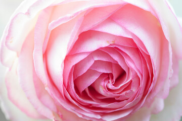 Fototapeta na wymiar Gentlebeautiful light rose patels macro background