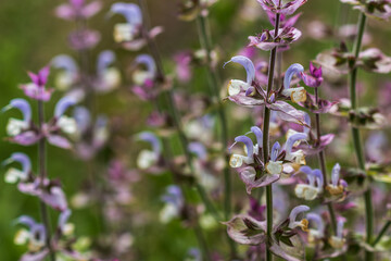 Close up of Salvia officinalis flowers on a field, soft focus
