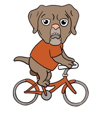 Grumpy Pug Dog On A Bike