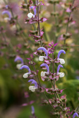 Close up of Salvia officinalis flowers on a field, soft focus