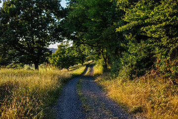 A pathway surrounded by greens and trees in the park by sunset