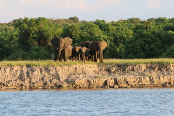 Fototapeta na wymiar African Elephants playing by the Chobe River in Botswana
