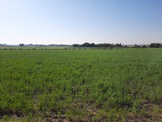 Fototapeta premium Agricultural farmlands with crop farming