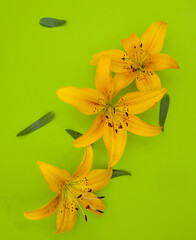 Fototapeta na wymiar flowers are yellow lilies, unfolded directly on a green background with soft shadows