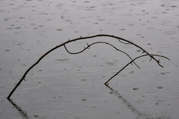 Zweige im Regen spiegeln sich auf Wasseroberfläche