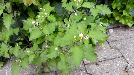 Grün in voller Blüte auf dem Bürgersteig