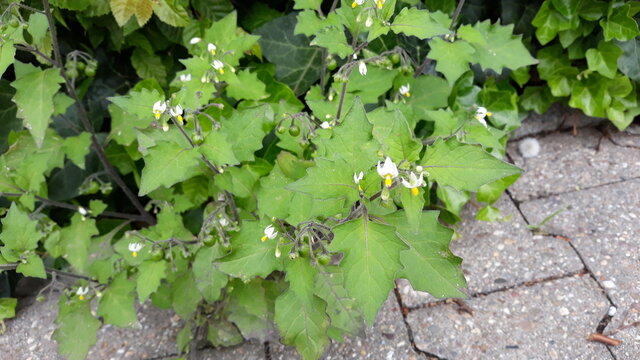 Gr&uuml;n in voller Bl&uuml;te auf dem B&uuml;rgersteig