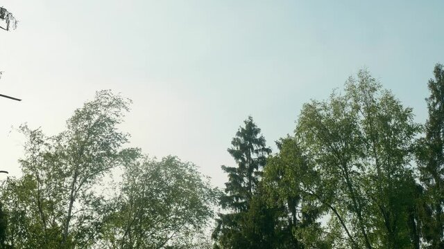 Low angle view of sky and trees of forest and planes flying in sky amon clouds. Sunny summer day in woods.
