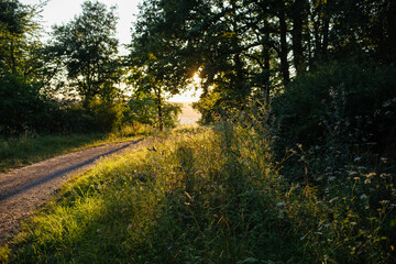 A pathway surrounded by greens and trees in the park by sunset