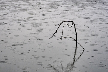 Zweige im Regen spiegeln sich auf Wasseroberfläche