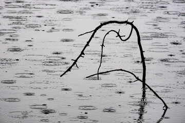 Zweige im Regen spiegeln sich auf Wasseroberfläche