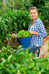 Naklejka na ściany i meble Portrait of woman gardener while harvesting of peppers in garden