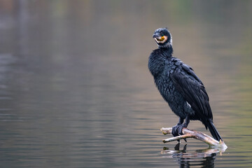 Ein Kormoran macht Pause auf einem Ast im Wasser