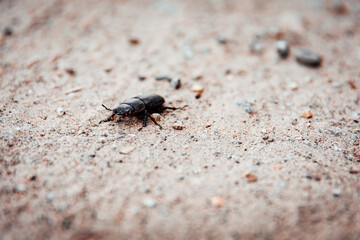 Small black beetle crawling over the ground