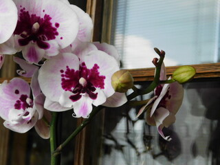 orchid